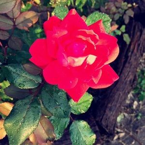 Meet your Posher, Celia